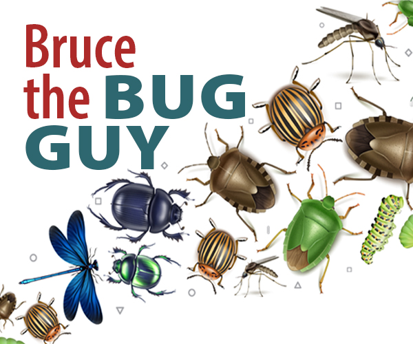 Bruce the Bug Guy