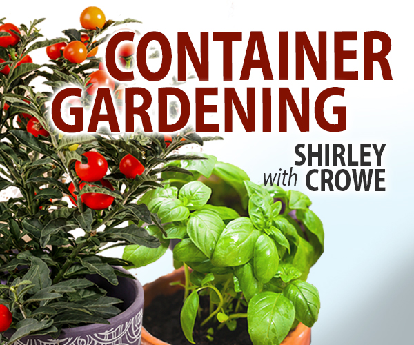 Container Garden with Shirley Crowe. Basil and cherry tomato plants.
